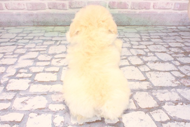 京都府のトイプードル(トイ) (Coo&RIKU京都河原町店/2025年9月14日生まれ/男の子/ホワイト)の子犬の4枚目の画像