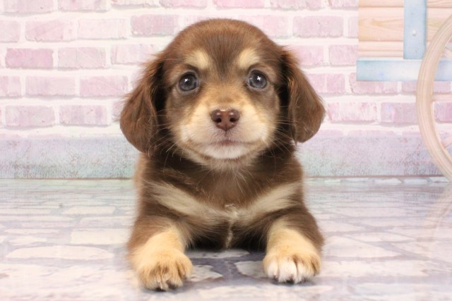 大阪府のチワックス(チワワ×ダックス) (Coo&RIKU心斎橋店/2025年9月12日生まれ/男の子/チョコレートクリーム)の子犬の1枚目の画像