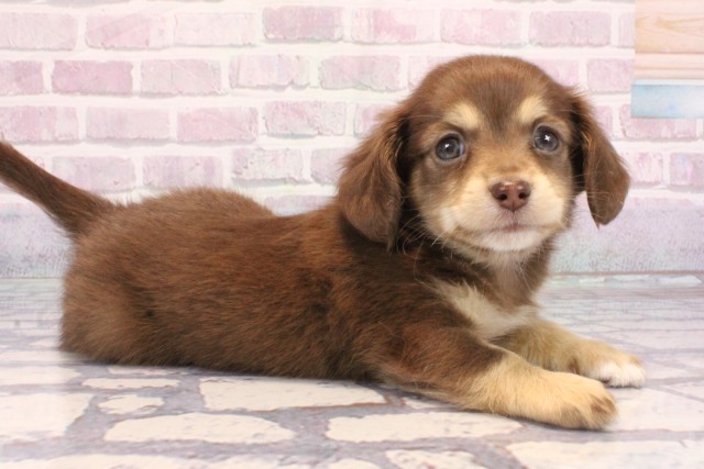 大阪府のチワックス(チワワ×ダックス) (Coo&RIKU心斎橋店/2025年9月12日生まれ/男の子/チョコレートクリーム)の子犬の2枚目の画像