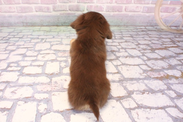 大阪府のチワックス(チワワ×ダックス) (Coo&RIKU心斎橋店/2025年9月12日生まれ/男の子/チョコレートクリーム)の子犬の4枚目の画像