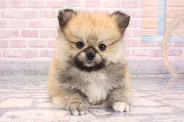兵庫県のペキポメ/ポメペキ(ペキニーズ×ポメラニアン) (Coo&RIKU神戸三宮店/2025年9月14日生まれ/男の子/ウルフセーブル)の子犬の1枚目の画像