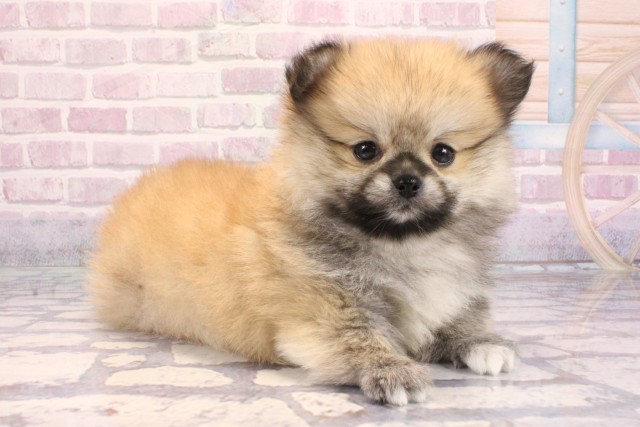 兵庫県のペキポメ/ポメペキ(ペキニーズ×ポメラニアン) (Coo&RIKU神戸三宮店/2025年9月14日生まれ/男の子/ウルフセーブル)の子犬の2枚目の画像