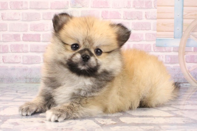 兵庫県のペキポメ/ポメペキ(ペキニーズ×ポメラニアン) (Coo&RIKU神戸三宮店/2025年9月14日生まれ/男の子/ウルフセーブル)の子犬の3枚目の画像