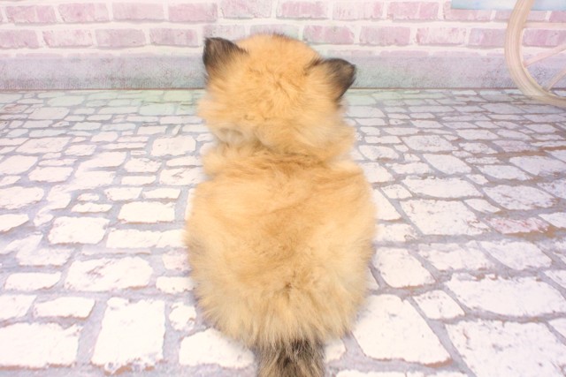 兵庫県のペキポメ/ポメペキ(ペキニーズ×ポメラニアン) (Coo&RIKU神戸三宮店/2025年9月14日生まれ/男の子/ウルフセーブル)の子犬の4枚目の画像