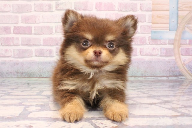 兵庫県のポメチワ/チワポメ/ポメチー(ポメラニアン×チワワ) (Coo&RIKU姫路店/2025年9月14日生まれ/女の子/チョコレートタン)の子犬の1枚目の画像