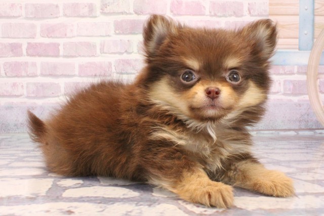 兵庫県のポメチワ/チワポメ/ポメチー(ポメラニアン×チワワ) (Coo&RIKU姫路店/2025年9月14日生まれ/女の子/チョコレートタン)の子犬の2枚目の画像