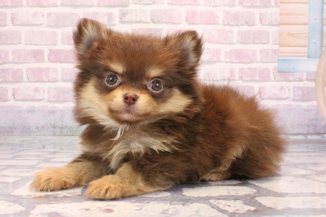 兵庫県のポメチワ/チワポメ/ポメチー(ポメラニアン×チワワ) (Coo&RIKU姫路店/2025年9月14日生まれ/女の子/チョコレートタン)の子犬の3枚目の画像