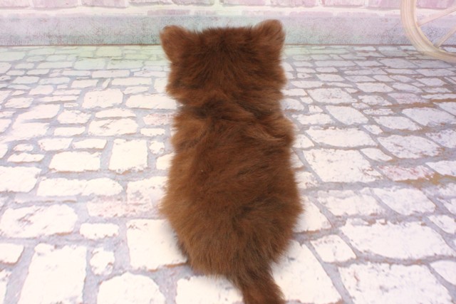 兵庫県のポメチワ/チワポメ/ポメチー(ポメラニアン×チワワ) (Coo&RIKU姫路店/2025年9月14日生まれ/女の子/チョコレートタン)の子犬の4枚目の画像