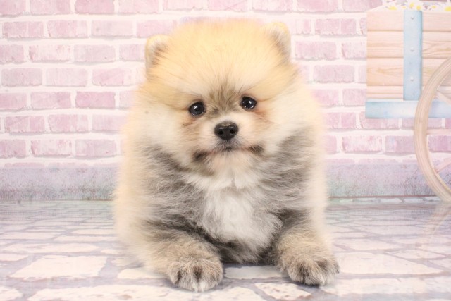 兵庫県のポメラニアン (Coo&RIKU丹波店/2025年9月12日生まれ/男の子/オレンジセーブル)の子犬の1枚目の画像