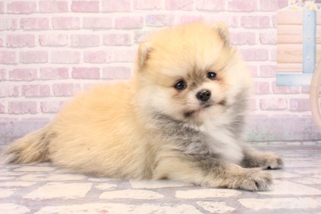 兵庫県のポメラニアン (Coo&RIKU丹波店/2025年9月12日生まれ/男の子/オレンジセーブル)の子犬の2枚目の画像