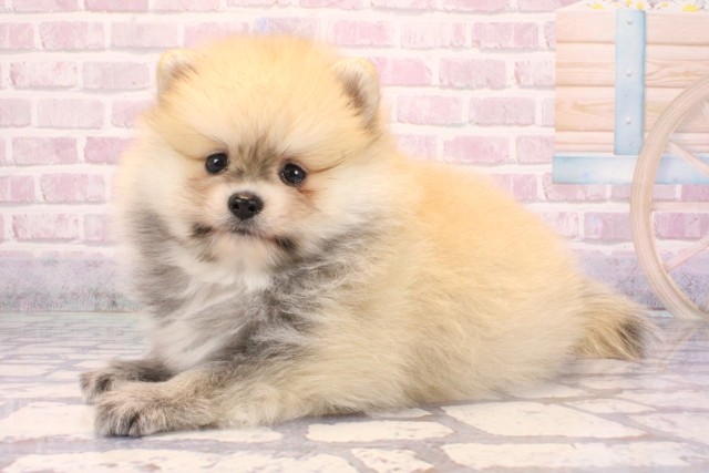 兵庫県のポメラニアン (Coo&RIKU丹波店/2025年9月12日生まれ/男の子/オレンジセーブル)の子犬の3枚目の画像