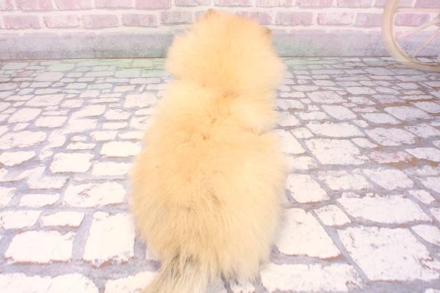 兵庫県のポメラニアン (Coo&RIKU丹波店/2025年9月12日生まれ/男の子/オレンジセーブル)の子犬の4枚目の画像