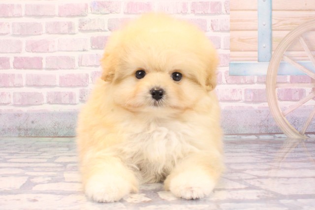 大阪府のポメプー(ポメラニアン×プードル) (Coo&RIKU梅田店/2025年9月11日生まれ/男の子/オレンジフォーン)の子犬の1枚目の画像