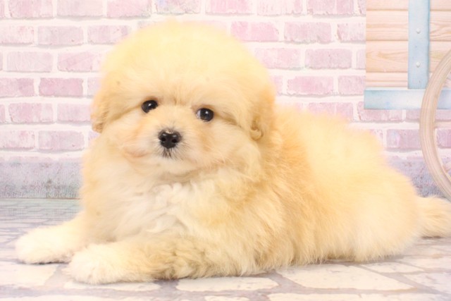 大阪府のポメプー(ポメラニアン×プードル) (Coo&RIKU梅田店/2025年9月11日生まれ/男の子/オレンジフォーン)の子犬の3枚目の画像