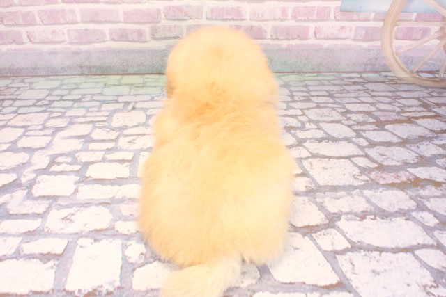 大阪府のポメプー(ポメラニアン×プードル) (Coo&RIKU梅田店/2025年9月11日生まれ/男の子/オレンジフォーン)の子犬の4枚目の画像