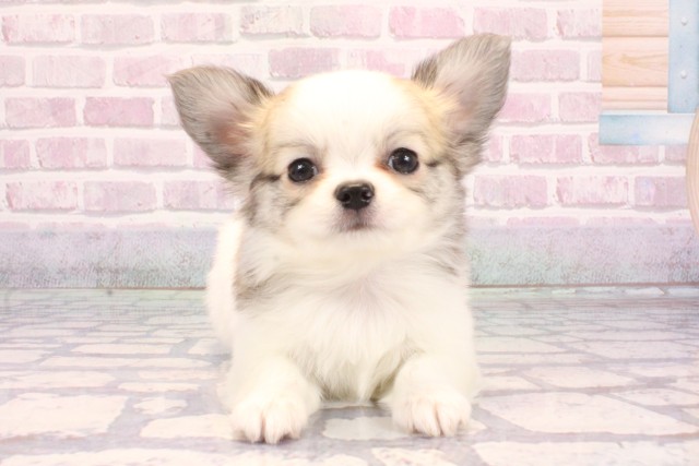 大阪府のチワワ(ロング) (Coo&RIKU天王寺店/2025年9月12日生まれ/男の子/ホワイトレッド)の子犬