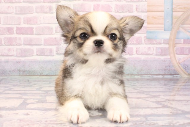 兵庫県のチワワ(ロング) (Coo&RIKU神戸三宮店/2025年9月12日生まれ/男の子/レッドホワイト)の子犬の1枚目の画像