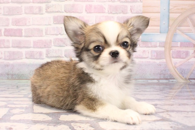 兵庫県のチワワ(ロング) (Coo&RIKU神戸三宮店/2025年9月12日生まれ/男の子/レッドホワイト)の子犬の2枚目の画像