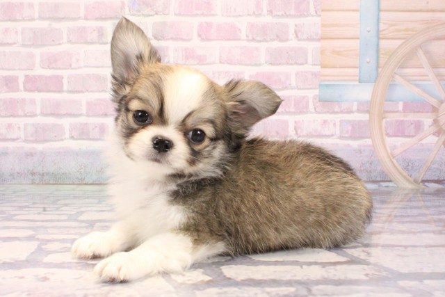 兵庫県のチワワ(ロング) (Coo&RIKU神戸三宮店/2025年9月12日生まれ/男の子/レッドホワイト)の子犬の3枚目の画像