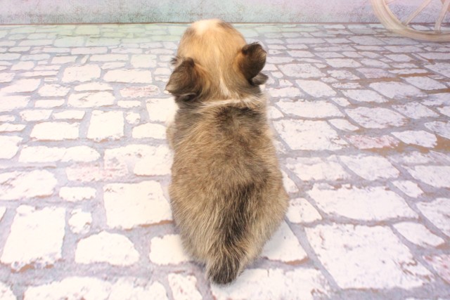 兵庫県のチワワ(ロング) (Coo&RIKU神戸三宮店/2025年9月12日生まれ/男の子/レッドホワイト)の子犬の4枚目の画像