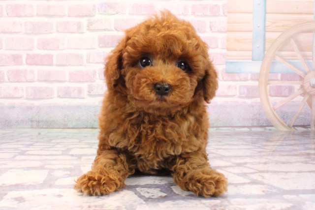 大阪府のトイプードル(トイ) (Coo&RIKU天王寺店/2025年9月13日生まれ/男の子/レッド)の子犬