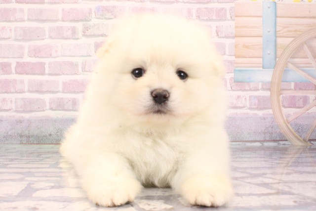 大阪府のポメラニアン (Coo&RIKU和泉店/2025年9月14日生まれ/男の子/クリーム)の子犬