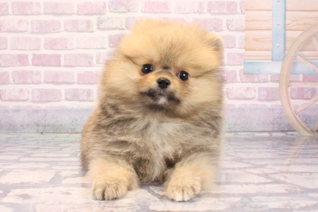 大阪府のポメラニアン (Coo&RIKU心斎橋店/2025年9月6日生まれ/女の子/オレンジセーブル)の子犬の1枚目の画像