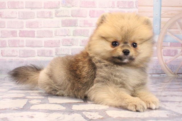 大阪府のポメラニアン (Coo&RIKU心斎橋店/2025年9月6日生まれ/女の子/オレンジセーブル)の子犬の2枚目の画像