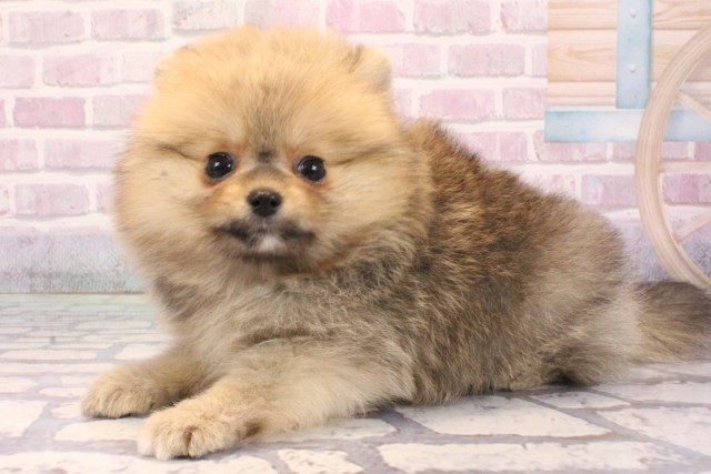 大阪府のポメラニアン (Coo&RIKU心斎橋店/2025年9月6日生まれ/女の子/オレンジセーブル)の子犬の3枚目の画像