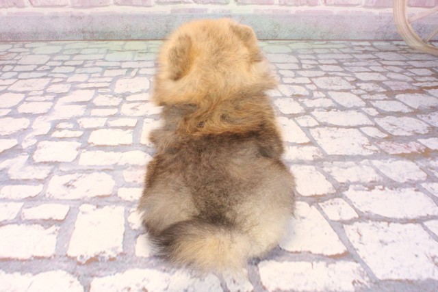 大阪府のポメラニアン (Coo&RIKU心斎橋店/2025年9月6日生まれ/女の子/オレンジセーブル)の子犬の4枚目の画像