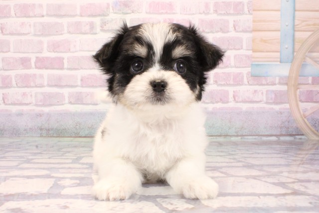 京都府のチワマル/マルチワ(チワワ×マルチーズ) (Coo&RIKU京都河原町店/2025年9月11日生まれ/女の子/ホワイトブラック)の子犬の1枚目の画像