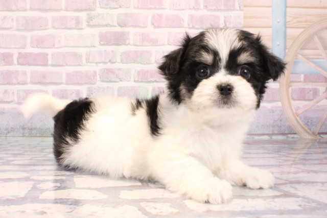 京都府のチワマル/マルチワ(チワワ×マルチーズ) (Coo&RIKU京都河原町店/2025年9月11日生まれ/女の子/ホワイトブラック)の子犬の2枚目の画像