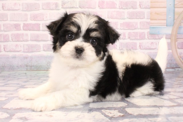 京都府のチワマル/マルチワ(チワワ×マルチーズ) (Coo&RIKU京都河原町店/2025年9月11日生まれ/女の子/ホワイトブラック)の子犬の3枚目の画像