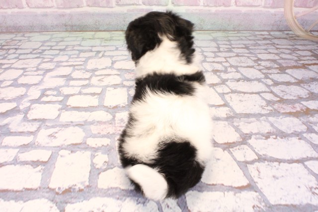 京都府のチワマル/マルチワ(チワワ×マルチーズ) (Coo&RIKU京都河原町店/2025年9月11日生まれ/女の子/ホワイトブラック)の子犬の4枚目の画像