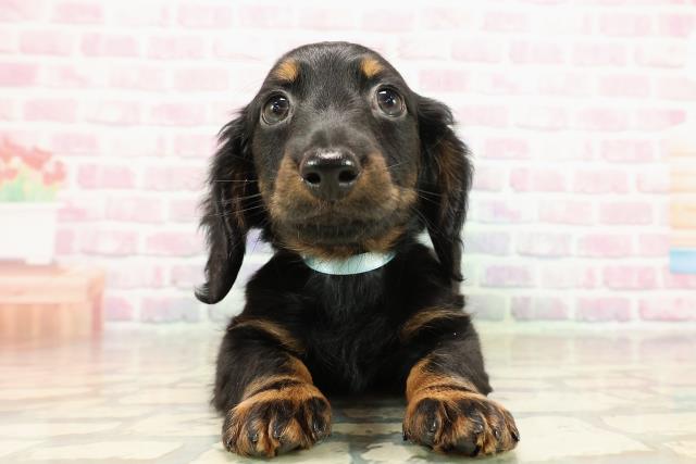 神奈川県のカニンヘンダックスフンド(ロング) (Coo&RIKU横浜旭店/2025年9月12日生まれ/男の子/ブラックタン)の子犬