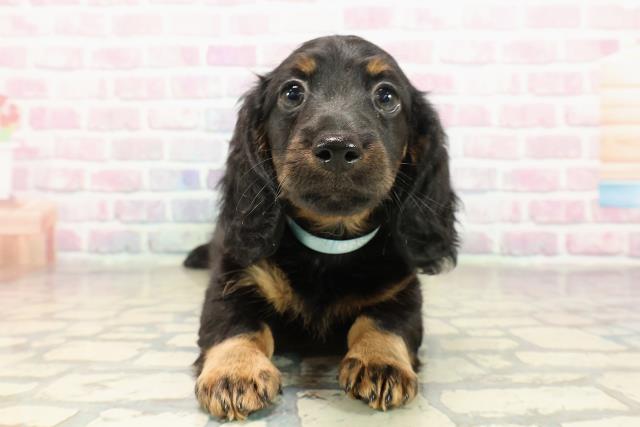 神奈川県のカニンヘンダックスフンド(ロング) (Coo&RIKU横浜青葉店/2025年9月12日生まれ/男の子/ブラックタン)の子犬