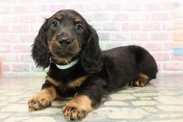 神奈川県のカニンヘンダックスフンド(ロング) (Coo&RIKU横浜青葉店/2025年9月12日生まれ/男の子/ブラックタン)の子犬の2枚目の画像