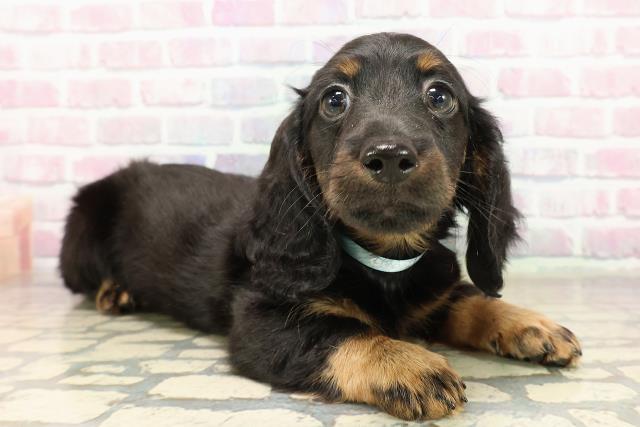 神奈川県のカニンヘンダックスフンド(ロング) (Coo&RIKU横浜青葉店/2025年9月12日生まれ/男の子/ブラックタン)の子犬の3枚目の画像