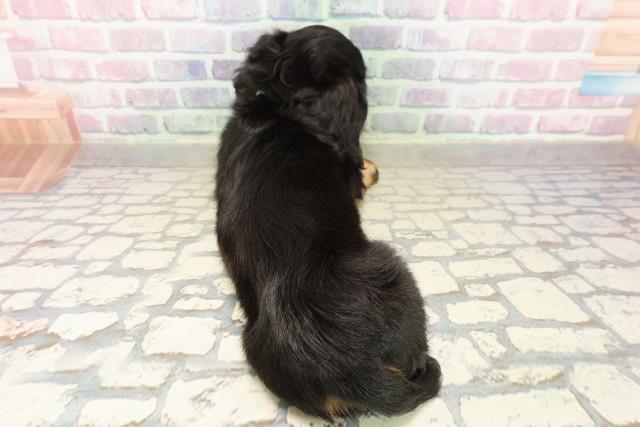 神奈川県のカニンヘンダックスフンド(ロング) (Coo&RIKU横浜青葉店/2025年9月12日生まれ/男の子/ブラックタン)の子犬の4枚目の画像