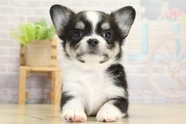 愛知県のチワワ(ロング) (Coo&RIKU名古屋みなと店/2025年9月12日生まれ/女の子/ブラッククリームホワイト)の子犬