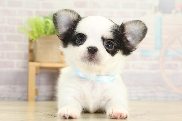 愛知県のチワワ(ロング) (Coo&RIKU名古屋中川店/2025年9月12日生まれ/男の子/ホワイトブラッククリーム)の子犬の1枚目の画像