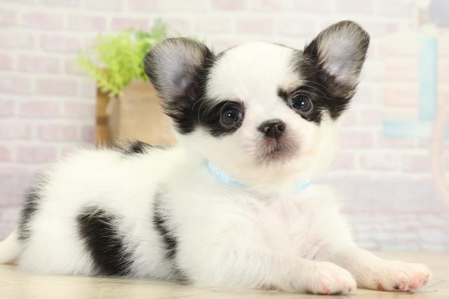 愛知県のチワワ(ロング) (Coo&RIKU名古屋中川店/2025年9月12日生まれ/男の子/ホワイトブラッククリーム)の子犬の2枚目の画像