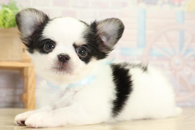 愛知県のチワワ(ロング) (Coo&RIKU名古屋中川店/2025年9月12日生まれ/男の子/ホワイトブラッククリーム)の子犬の3枚目の画像