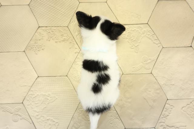 愛知県のチワワ(ロング) (Coo&RIKU名古屋中川店/2025年9月12日生まれ/男の子/ホワイトブラッククリーム)の子犬の4枚目の画像