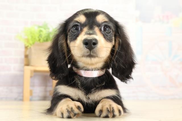 愛知県のミニチュアダックスフンド(ロング) (Coo&RIKU名古屋みなと店/2025年9月12日生まれ/女の子/ブラックイエロー)の子犬の1枚目の画像