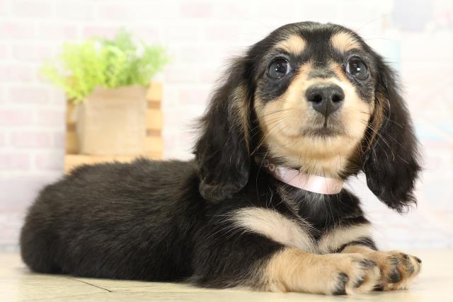 愛知県のミニチュアダックスフンド(ロング) (Coo&RIKU名古屋みなと店/2025年9月12日生まれ/女の子/ブラックイエロー)の子犬の2枚目の画像