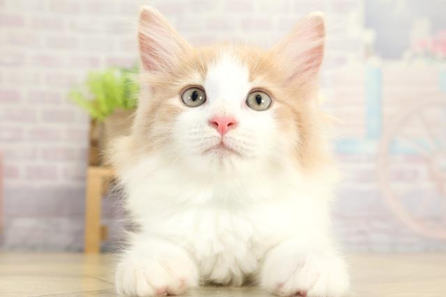 ノルウェージャン・フォレストキャット