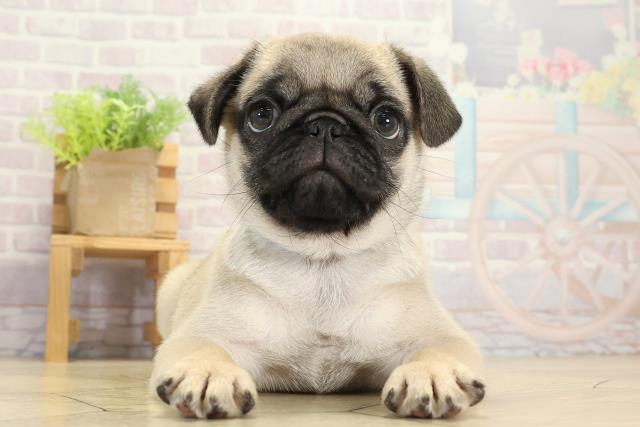 三重県のパグ (Coo&RIKU四日市店/2025年9月10日生まれ/男の子/フォーン)の子犬