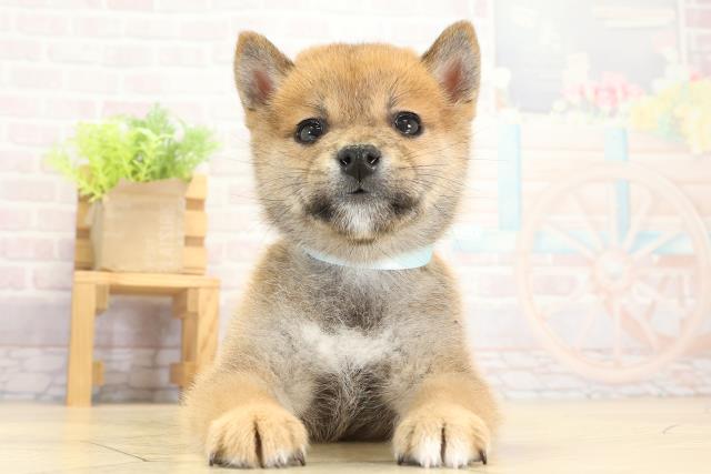 愛知県の柴犬(標準サイズ) (Coo&RIKU半田店/2025年9月13日生まれ/男の子/赤)の子犬の1枚目の画像