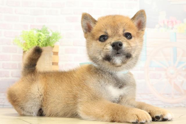 愛知県の柴犬(標準サイズ) (Coo&RIKU半田店/2025年9月13日生まれ/男の子/赤)の子犬の2枚目の画像